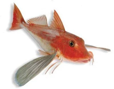 Морской петух, 1кг-0}