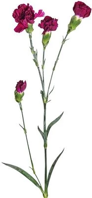 Гвоздика кустовая эпсилон ~50см 1шт-0}