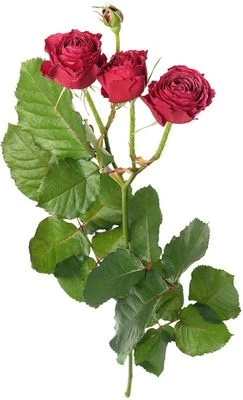 Роза Мисти Баблс 1шт-0}