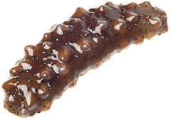 Трепанг живой ~40г