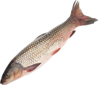 Фото белого амура рыбы: красивые и редкие изображения