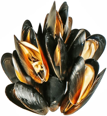 Мидии целые в раковине 60/80 1кг-0}