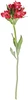 thumb-Альстромерия красная ~60 см 1шт-0}