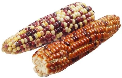 Кукуруза свежая в початках цветная 2шт-0}