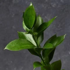 Листья рускуса для букетов 1шт 50см