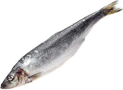 Сельдь Олюторская жирная ~1кг-0}