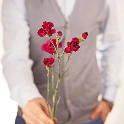 Гвоздика кустовая эпсилон ~50см 1шт-1}