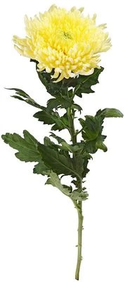 Хризантема Магнум желтая 1шт-0}