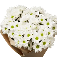 Букет хризантем Бакарди к празднику 7шт