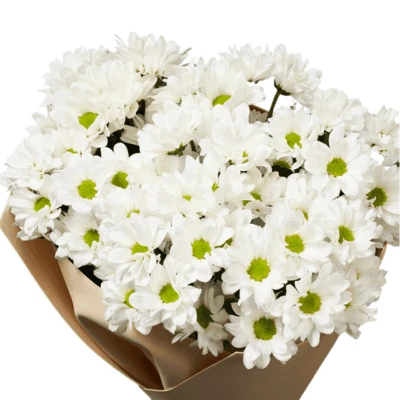 Букет хризантем Бакарди к празднику 7шт-0}