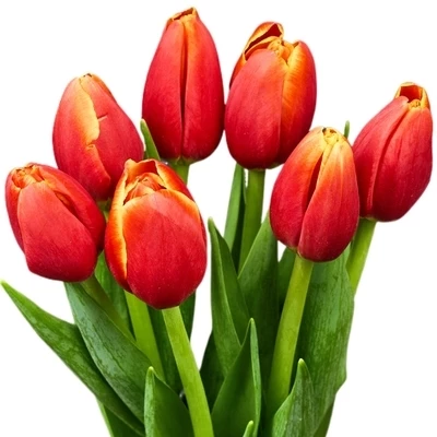 Букет красно-желтых тюльпанов 7шт-0}