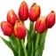 thumb-Букет красно-желтых тюльпанов 7шт-0}