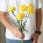thumb-Букет желтых гвоздик 5шт-0}