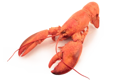 Лобстер канадский 420г-0}