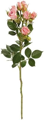 Роза кустовая светло-розовая Лидия 1шт-0}