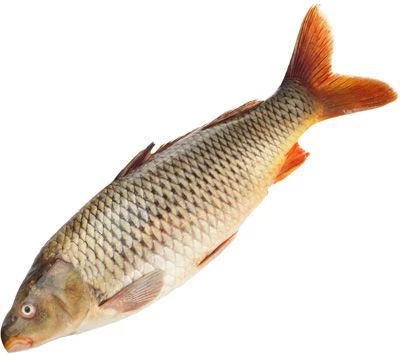 Сазан охлажденный тушка ~3,5кг-0}
