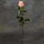 thumb-Роза Энгажемент ~50см 1шт-1}