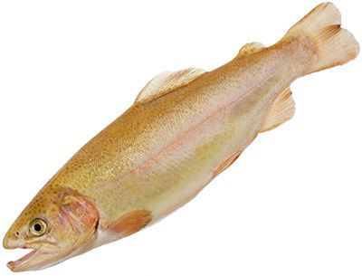 Рыба Форель Фото Цена