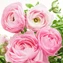 thumb-Ранункулюс розовый 1шт-3}