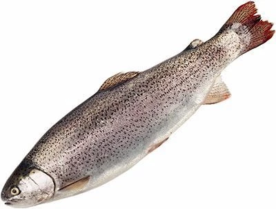 Форель радужная ~1.2кг-0}