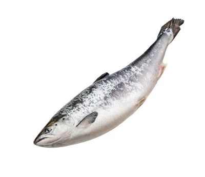 Семга поморская дикая ~1.5кг-0}