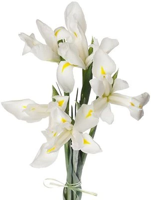 Букет ирисов Вайт Мейджик 5шт-1}