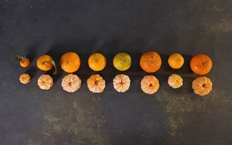 Выбираем мандарины. Какие сорта самые сладкие?