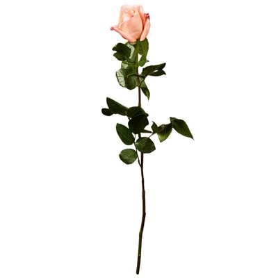 Роза Энгажемент ~50см 1шт-0}