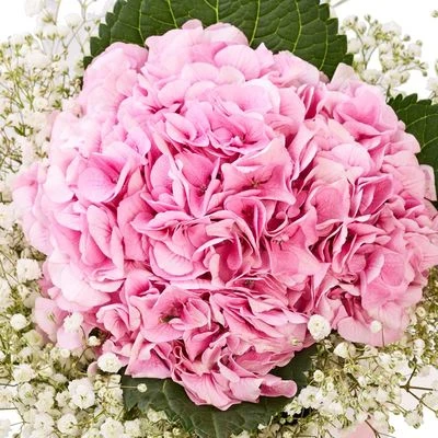 Букет из гортензии в шляпной коробке-1}