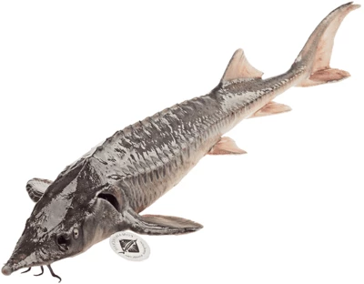 Стерлядь охлажденная Романовская ~1,3кг-0}