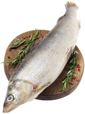 Муксун таймырский ~850г-0}