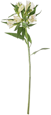 Альстромерия белая ~60см 1шт-0}