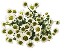 Хризантема кустовая Сантини Линди белая 1шт