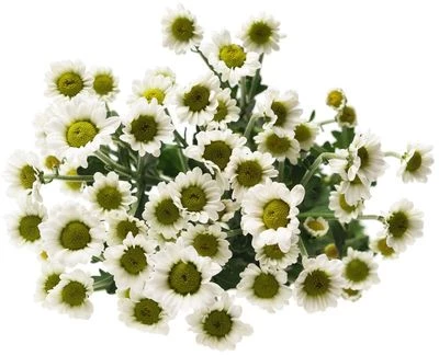 Хризантема кустовая Сантини Линди белая 1шт-0}