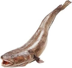 Налим якутский ~2,5кг