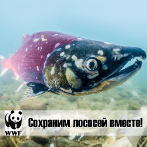 Сохраним лососей ВМЕСТЕ!