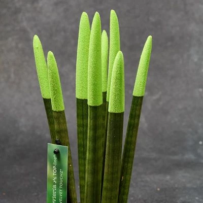 Сансевиерия Цилиндрика Вельвет микс  в горшке-1}