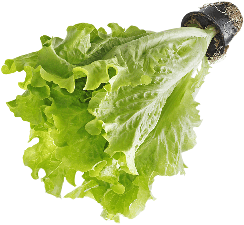 Салат в горшочке 1шт салат афицион листовой в горшочке шт тепличное
